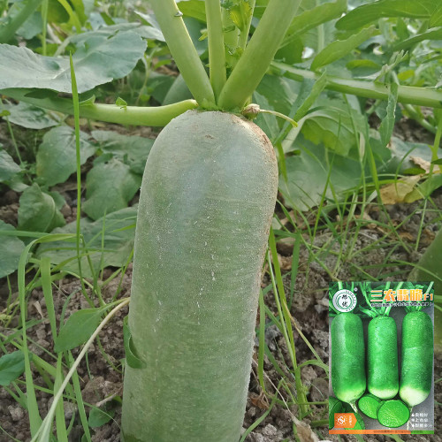 'SanNong Feicui' Fruit Radish Seeds - Green Cylindrical, Sweet Crisp, High-Yield Hybrid Variety