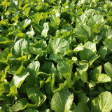 Sweet-Crispy Bamboo Mustard Green Seeds | Early-maturing, High-Yield, Disease Resistant, Bitter-Free Variety