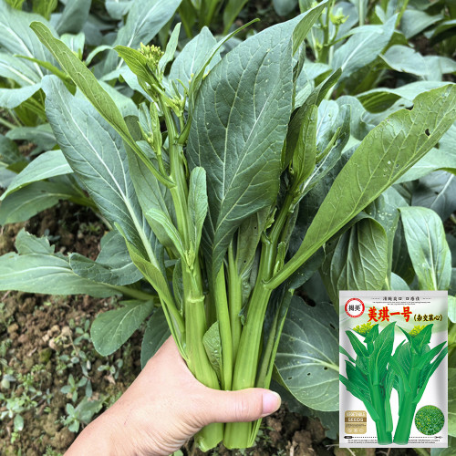 Meiqi No.1 Sweet Choy Sum Seeds - Fast Growing in 40-55 Days, Tender and Crisp, Ideal for Gardening