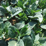 Sweet-Crispy 'Zhouye' Chinese Kale Seeds - High Yield, Fast Growing, Multiple Harvests, Easy to Grow