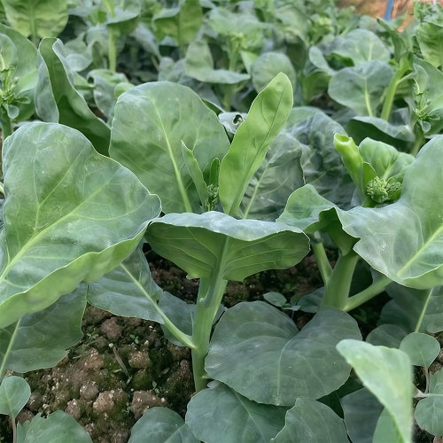 Sweet-Crispy 'Zhonghua' Chinese Kale Seeds - Fast-Growing, High-Yield, Tender Stems, Reliable Harvests