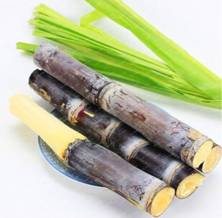Rare Sugar Cane Seeds High Survival Rate for Home and Garden - (Color: Black)
