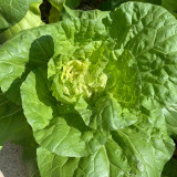 Hongbao Heading Cabbage Seeds - Fast Maturing, Heat Tolerant, Market Quality