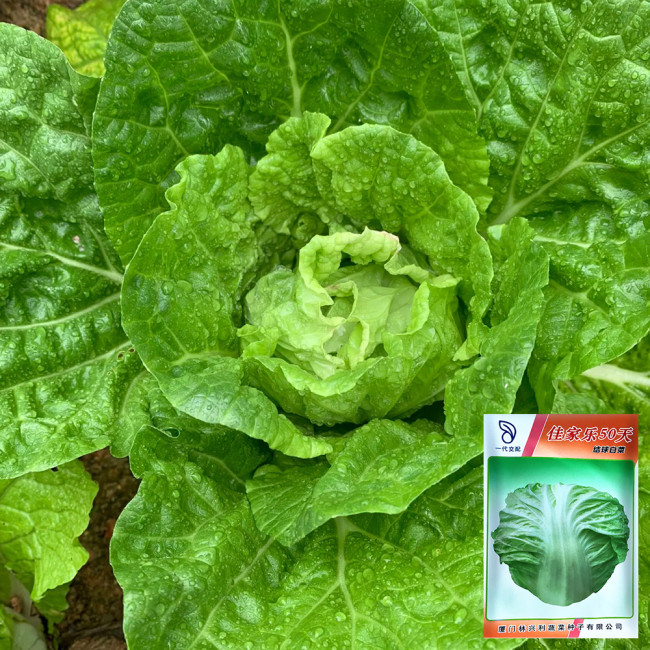 Jiajiale Heading Cabbage Seeds - Fast-Maturing Heading Variety, High Yield & Disease Resistant