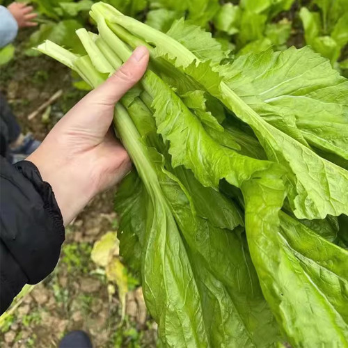 Sweet-Crispy Bamboo Mustard Green Seeds | Early-maturing, High-Yield, Disease Resistant, Bitter-Free Variety