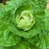 Jiajiale Heading Cabbage Seeds - Fast-Maturing Heading Variety, High Yield & Disease Resistant