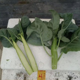 Sweet-Crispy 'Zhouye' Chinese Kale Seeds - High Yield, Fast Growing, Multiple Harvests, Easy to Grow