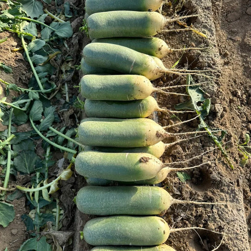 'SanNong Feicui' Fruit Radish Seeds - Green Cylindrical, Sweet Crisp, High-Yield Hybrid Variety