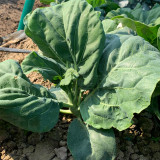 Sweet-Crispy 'Zhouye' Chinese Kale Seeds - High Yield, Fast Growing, Multiple Harvests, Easy to Grow