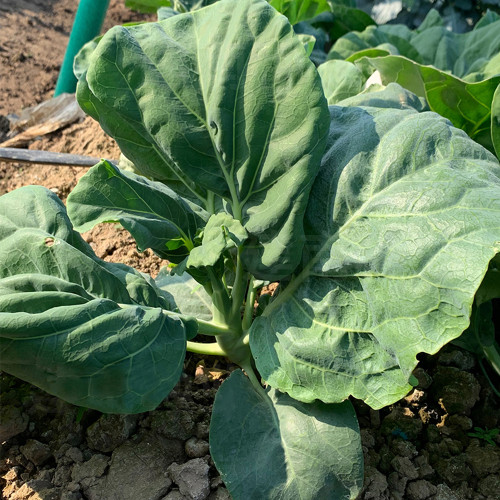 Sweet-Crispy 'Zhouye' Chinese Kale Seeds - High Yield, Fast Growing, Multiple Harvests, Easy to Grow