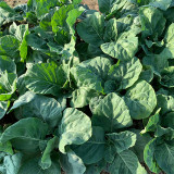 Sweet-Crispy 'Zhouye' Chinese Kale Seeds - High Yield, Fast Growing, Multiple Harvests, Easy to Grow