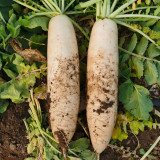 'Xinxuan 13-6' Early-Maturing Radish Seeds: Sweet & Tender, Heat Tolerant, Non-Hollow, Long White & Uniform Roots