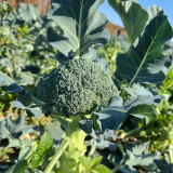 GreenVigour 60 Broccoli Seeds - Disease Resistant, Upright Plant Habit, For Large-Scale Growers