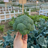 GreenVigour 60 Broccoli Seeds - Disease Resistant, Upright Plant Habit, For Large-Scale Growers