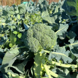 GreenVigour 80 Broccoli Seeds - Stable Yield, Reliable Performance, An Excellent Choice for Commercial Cultivation