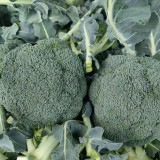 GreenVigour 80 Broccoli Seeds - Stable Yield, Reliable Performance, An Excellent Choice for Commercial Cultivation