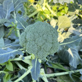 GreenVigour 80 Broccoli Seeds - Stable Yield, Reliable Performance, An Excellent Choice for Commercial Cultivation