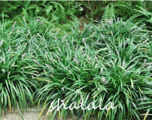 Evergreen Grass Seeds Low Ophiopogon Japonicus Lawn Grass Anti Radiation&Purify Air