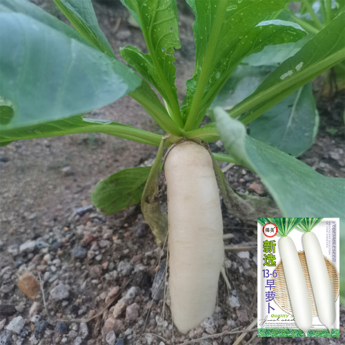 'Xinxuan 13-6' Early-Maturing Radish Seeds: Sweet & Tender, Heat Tolerant, Non-Hollow, Long White & Uniform Roots