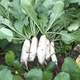 'Xinxuan 13-6' Early-Maturing Radish Seeds: Sweet & Tender, Heat Tolerant, Non-Hollow, Long White & Uniform Roots