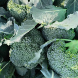GreenVigour 80 Broccoli Seeds - Stable Yield, Reliable Performance, An Excellent Choice for Commercial Cultivation