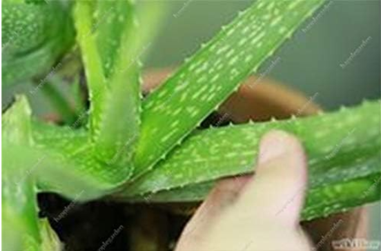 Green Aloe Vera Seeds Edible Beauty Edible Cosmetic Vegetables
