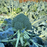 GreenVigour 60 Broccoli Seeds - Disease Resistant, Upright Plant Habit, For Large-Scale Growers