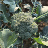 GreenVigour 80 Broccoli Seeds - Stable Yield, Reliable Performance, An Excellent Choice for Commercial Cultivation