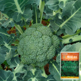 GreenVigour 60 Broccoli Seeds - Disease Resistant, Upright Plant Habit, For Large-Scale Growers