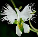 A Set Japanese Radiata plant White Egret Orchid - (Color: seed)