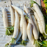 'Xinxuan 13-6' Early-Maturing Radish Seeds: Sweet & Tender, Heat Tolerant, Non-Hollow, Long White & Uniform Roots