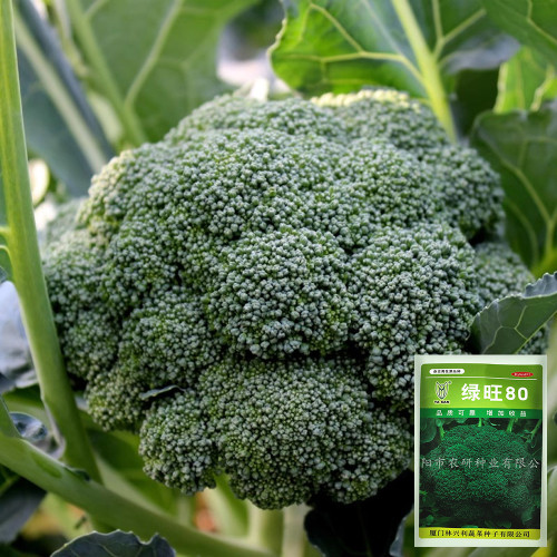 GreenVigour 80 Broccoli Seeds - Stable Yield, Reliable Performance, An Excellent Choice for Commercial Cultivation