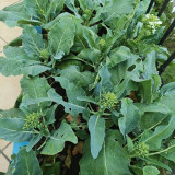 DaBao Chinese Kale Seeds - Thick Tender Stems, Uniform Growth, For Commercial Cultivation