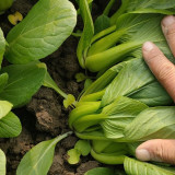 Qingjiang Sweet Pak Choi Seeds - Sweet & Tender Leaves, Crisp Texture, Minimal Fiber