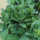 DaBao Chinese Kale Seeds - Thick Tender Stems, Uniform Growth, For Commercial Cultivation