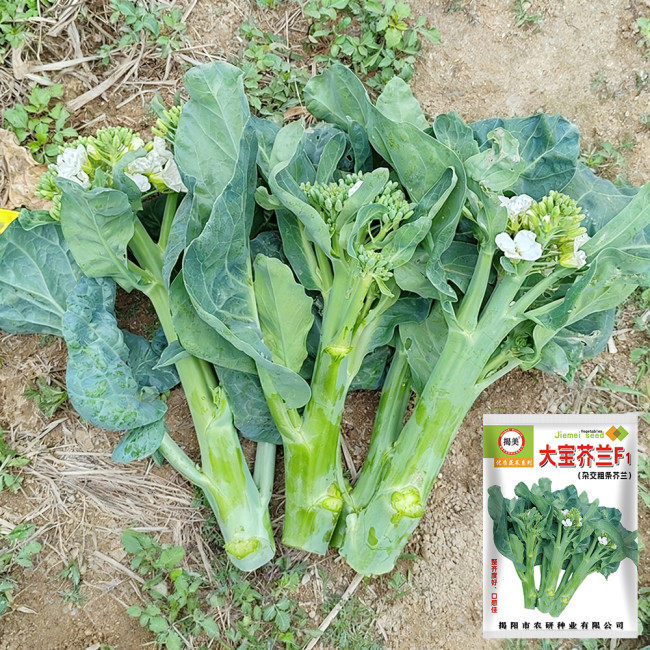 DaBao Chinese Kale Seeds - Thick Tender Stems, Uniform Growth, For Commercial Cultivation