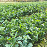 DaBao Chinese Kale Seeds - Thick Tender Stems, Uniform Growth, For Commercial Cultivation