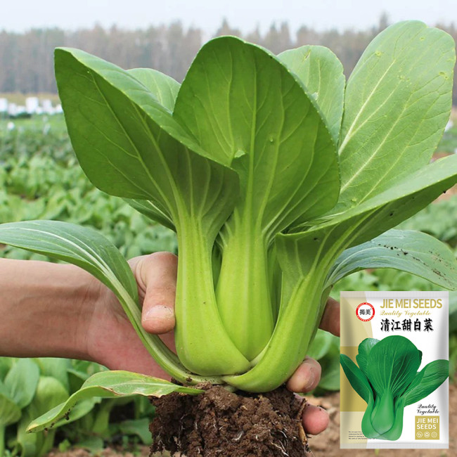 Qingjiang Sweet Pak Choi Seeds - Sweet & Tender Leaves, Crisp Texture, Minimal Fiber