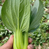 Qingjiang Sweet Pak Choi Seeds - Sweet & Tender Leaves, Crisp Texture, Minimal Fiber