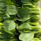 Qingjiang Sweet Pak Choi Seeds - Sweet & Tender Leaves, Crisp Texture, Minimal Fiber