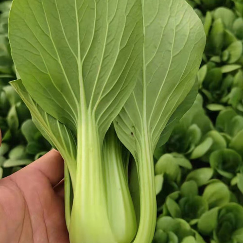 Qingjiang Sweet Pak Choi Seeds - Sweet & Tender Leaves, Crisp Texture, Minimal Fiber