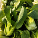 Qingjiang Sweet Pak Choi Seeds - Sweet & Tender Leaves, Crisp Texture, Minimal Fiber