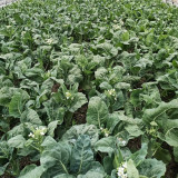 DaBao Chinese Kale Seeds - Thick Tender Stems, Uniform Growth, For Commercial Cultivation
