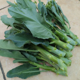 DaBao Chinese Kale Seeds - Thick Tender Stems, Uniform Growth, For Commercial Cultivation
