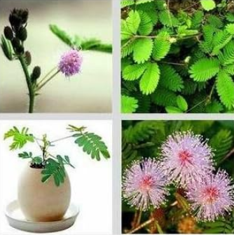 Packing Shy Grass Mimosa -s Seed - Home Garden C069 YR