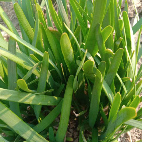 Purple Root Chinese Chives Seeds - Purple Base, High Yield, Multiple Harvests, Strong Disease Resistance