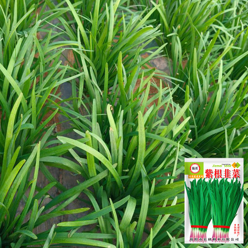 Purple Root Chinese Chives Seeds - Purple Base, High Yield, Multiple Harvests, Strong Disease Resistance