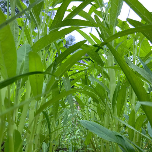 YuFeng No.6 Water Spinach Seeds 10g - High-yielding, easy to cultivate, with excellent commercial traits