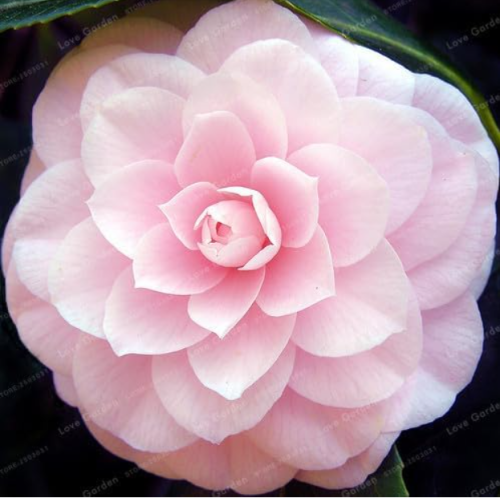 Camellia Seeds Potted Flowers (Color: 2)