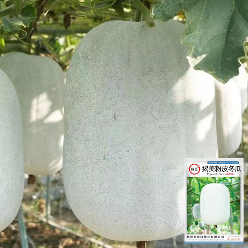 Jiemei Pink Skin Winter Melon Seeds - Mid-Early Maturing, Pink-White Skin, Cylindrical Fruit
